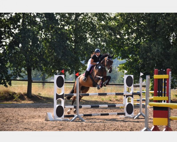 jumper Amore Mio 26 (German Warmblood, 2007, from Antaeus)