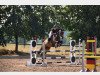 jumper Amore Mio 26 (German Warmblood, 2007, from Antaeus)