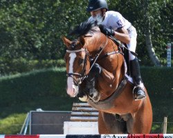 Deckhengst Gangster de Longchamps (Belgisches Warmblut, 2006, von Orlando van de Heffinck)