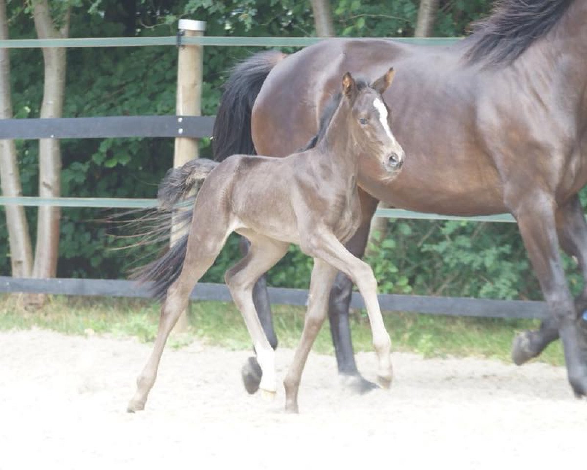 dressage horse Fiorella (Hanoverian, 2018, from Floris Prince)