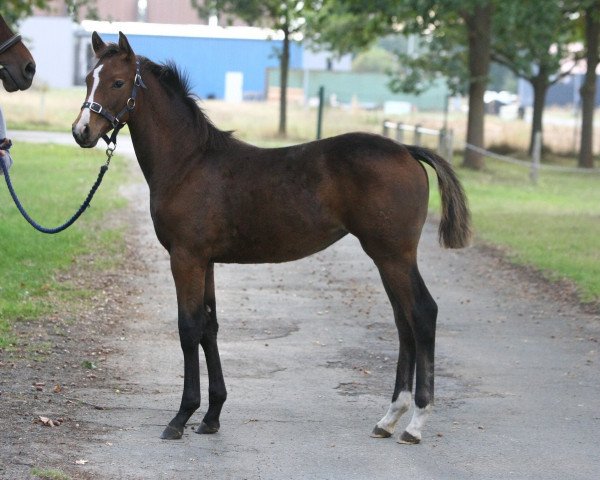 dressage horse Levandra (Hanoverian, 2018, from Lissaro)