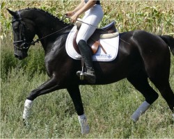 Pferd Herzprinz (Trakehner, 2014, von Herzberg)