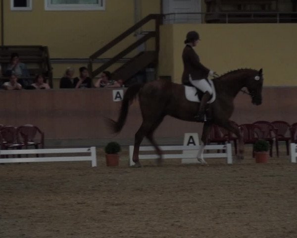 Reitturnier Frechen-Grefrath - Sonnenhof 2017
