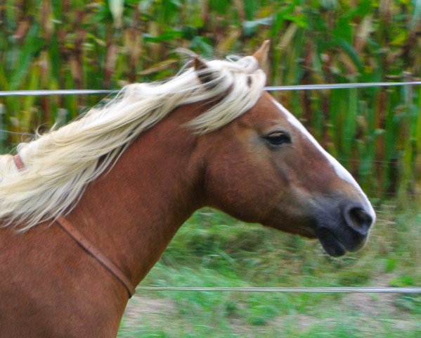 Pferd Libelle (Haflinger, 1995, von Nero)