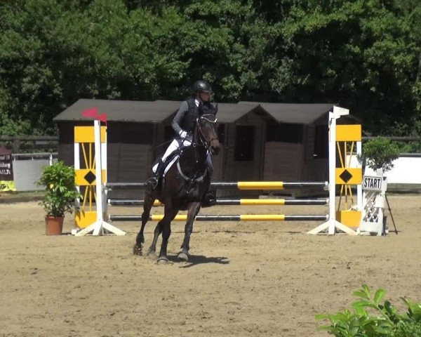 Reitturnier Frechen-Grefrath - Sonnenhof 2017