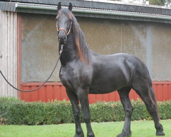 Pferd Rinske (Friese,  )