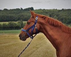 broodmare Pirina-Palmanova (Austrian Warmblood, 2000, from Daros)