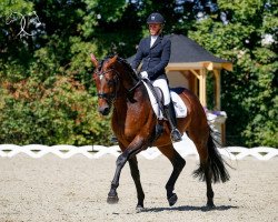 dressage horse Windschatten (Hanoverian, 2013, from Weltmeyer)