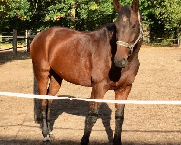 jumper Cisco Kid S (Hanoverian, 2000, from Colway Bold xx)