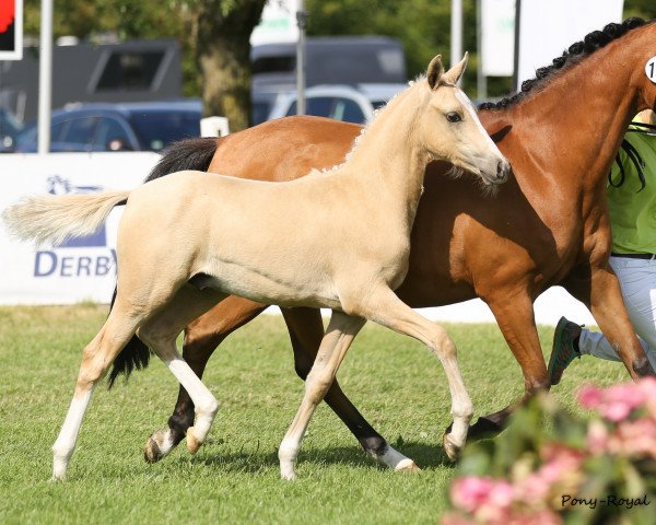 Deckhengst Mystique Golden Fire (Deutsches Reitpony, 2018, von Golden West NRW)