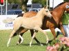 Deckhengst Mystique Golden Fire (Deutsches Reitpony, 2018, von Golden West NRW)