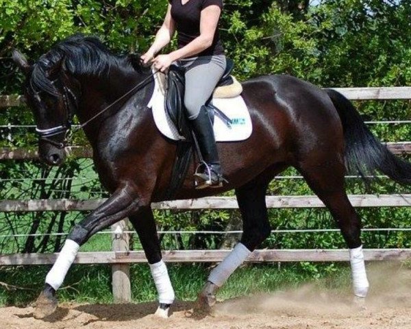 broodmare Drogheda Divina (Hanoverian, 2011, from Don Frederico)
