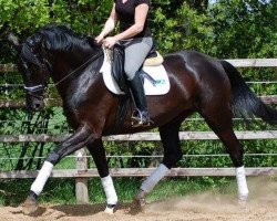 broodmare Drogheda Divina (Hanoverian, 2011, from Don Frederico)