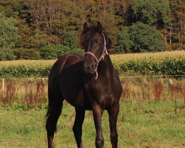 dressage horse Royal Diamanta Divina (Hanoverian, 2017, from Rubin Royal OLD)