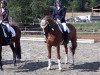 dressage horse Dancing Dandy 2 (Hanoverian, 2007, from Dancier)