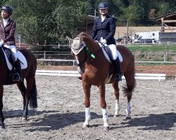 dressage horse Dancing Dandy 2 (Hanoverian, 2007, from Dancier)