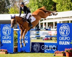 stallion Happydam (Belgian Warmblood, 2007, from Quidam de Revel)