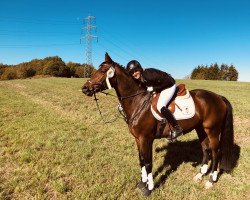 dressage horse Felice Ferrari (Westphalian, 2009, from Fürst Piccolo)