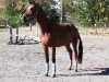 dressage horse Fantastico 70 (German Sport Horse, 2014, from Foundation 2)