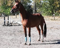 dressage horse Fantastico 70 (German Sport Horse, 2014, from Foundation 2)