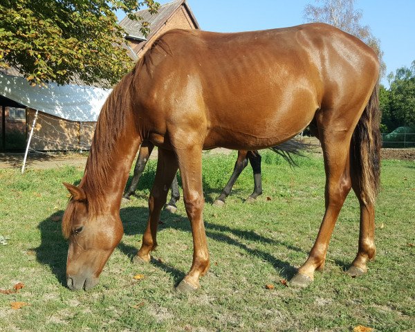 Pferd Conner (Appaloosa, 2017)