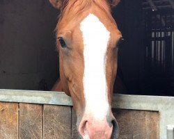 broodmare St.Pr. H Hecuba (Hanoverian, 2005, from His Highness)