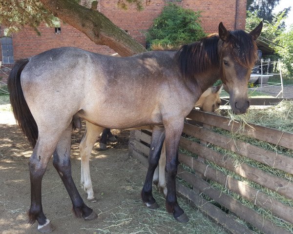 horse Finley (Appaloosa, 2017)