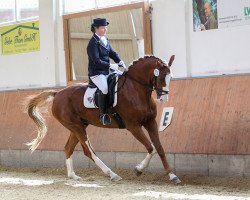 dressage horse Fashion Harlekin (Hanoverian, 2004, from DE 331310000001)