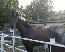 dressage horse Silbertau 3 (Westphalian, 2009, from Silberschmied)