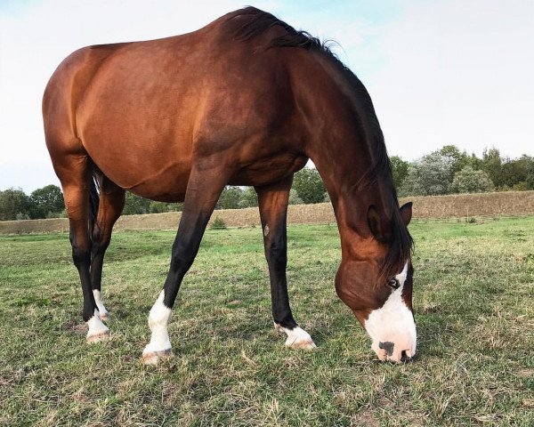 Zuchtstute Herzfee (Trakehner, 2004, von Cadeau)