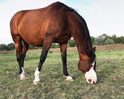 broodmare Herzfee (Trakehner, 2004, from Cadeau)