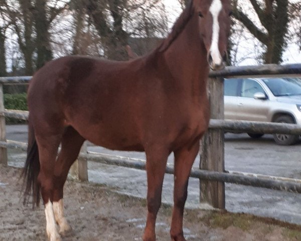 broodmare Cara Bella (Oldenburg, 2012, from Deveraux 3)