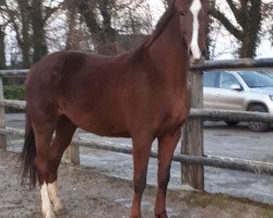 broodmare Cara Bella (Oldenburg, 2012, from Deveraux 3)