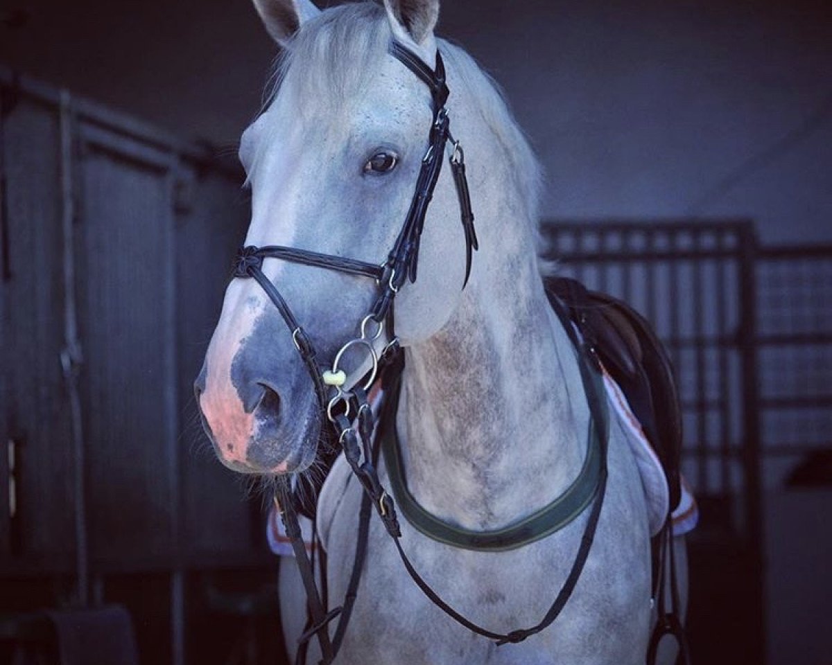 stallion Fourfallo (Oldenburg, 2005, from For Pleasure)