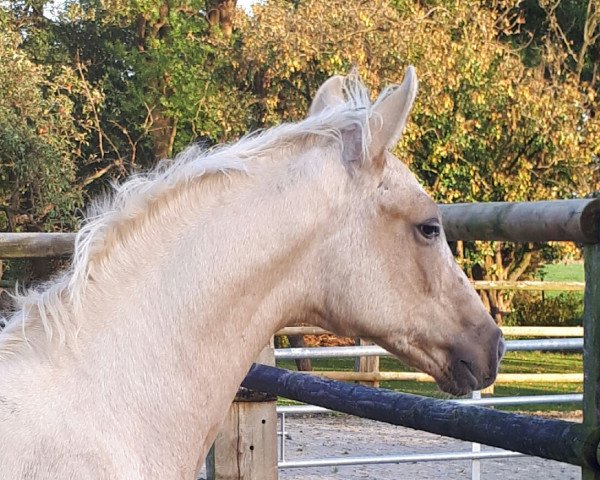 dressage horse Quaresma (Westphalian, 2017, from Qaside Md)