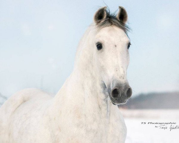 horse Romano 83 (Pura Raza Espanola (PRE), 2006, from Asi)