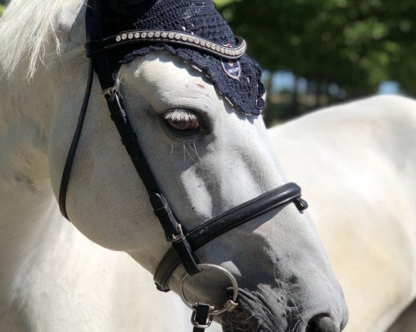 dressage horse Jug (unknown, 2003)