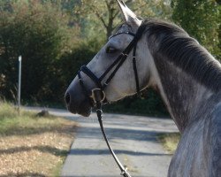 Springpferd Hulana (KWPN (Niederländisches Warmblut), 2012, von Zirocco Blue)