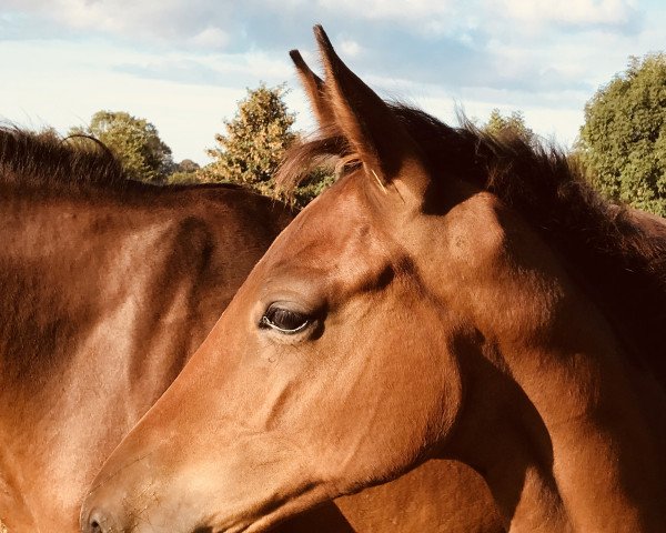 dressage horse Bell Rock (Westphalian, 2018, from Callaho's Benicio)