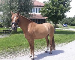 dressage horse Diremptio (German Riding Pony, 2012, from Dimension AT NRW)