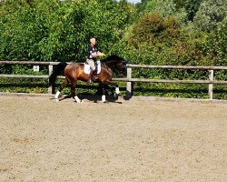 dressage horse Deinhard 25 (Hanoverian, 2012, from Damsey FRH)