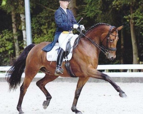 dressage horse Linus 254 (Hanoverian, 2002, from Lemon Park)
