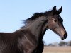 dressage horse Fürst Roman (Oldenburg, 2018, from Fürst Romancier)