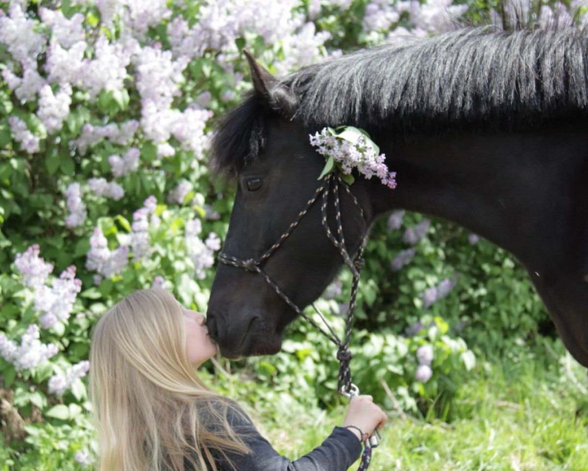 dressage horse Mathilde 12 (German Riding Pony, 2012)
