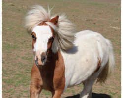 Deckhengst Peeves von der Ostsee (Shetland Pony, 2017, von Blackertor Island Paintbox)