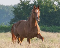 dressage horse Felicita 54 (Oldenburg, 2010, from Fuechtels Floriscount OLD)