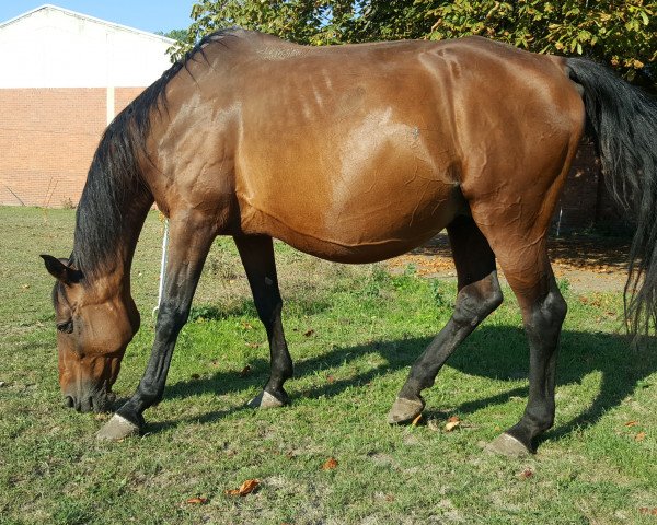 Zuchtstute Gina Ginelli 72 (Sachsen-Anhaltiner, 1999, von Grundstein II)