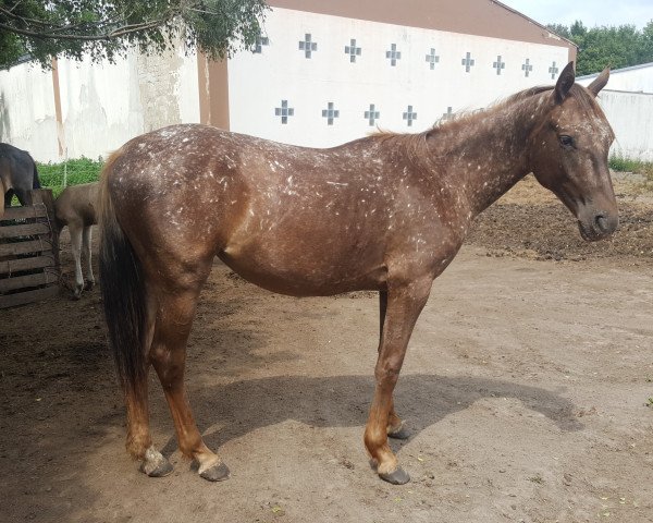 Pferd Amita (Appaloosa, 2016)