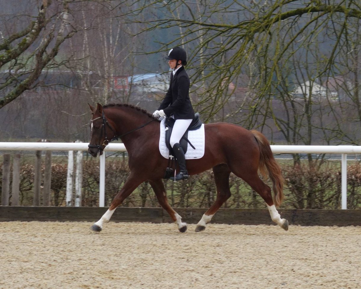 Dressurpferd Coka Petitcoeur CH (Freiberger, 2014, von Coventry CH)