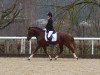 dressage horse Coka Petitcoeur CH (Freiberger, 2014, from Coventry CH)